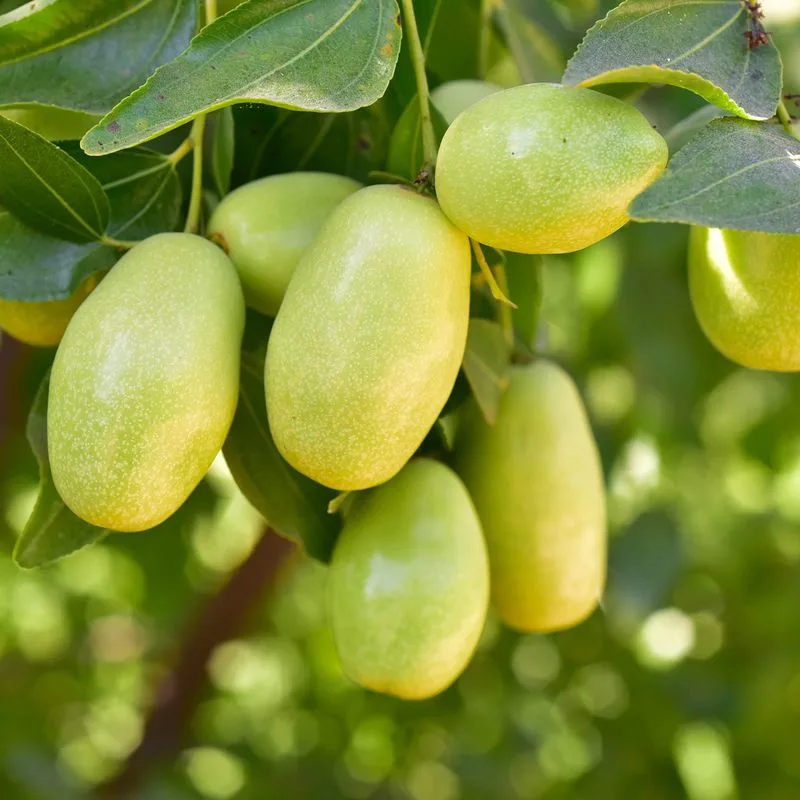 Jojoba