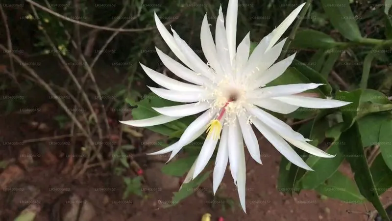 Kadupul Flower