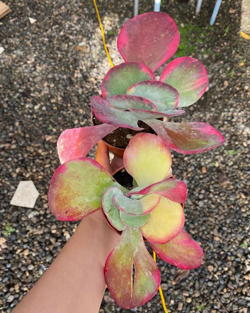 Kalanchoe