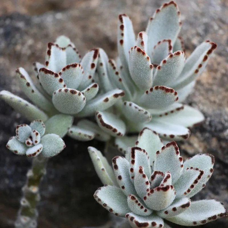 Kalanchoe Tomentosa