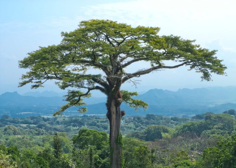 Kapok Tree