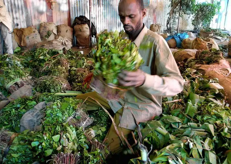 Khat from East Africa