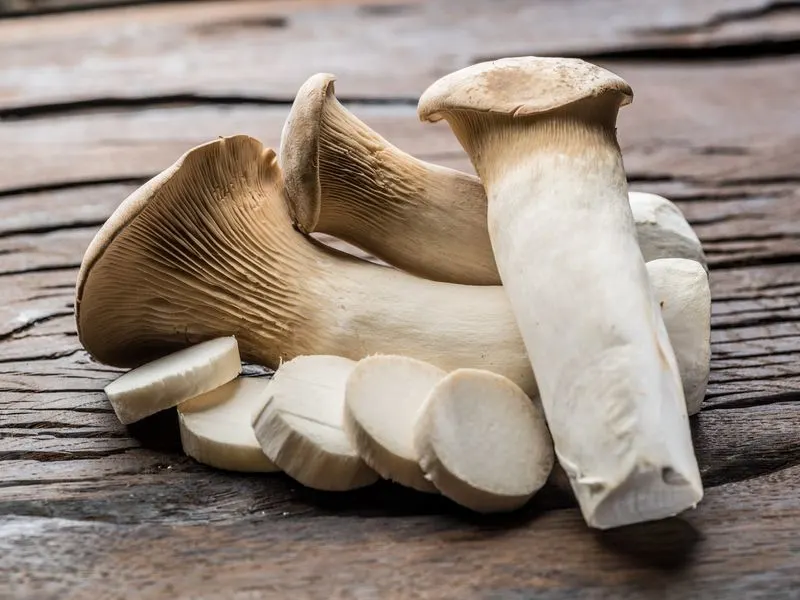 King Trumpet Mushrooms