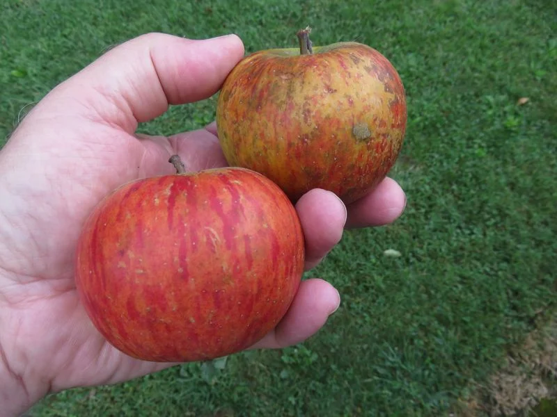 King of the Pippins