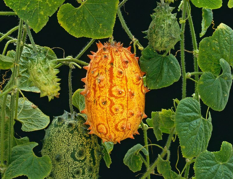 Kiwano (Horned Melon)