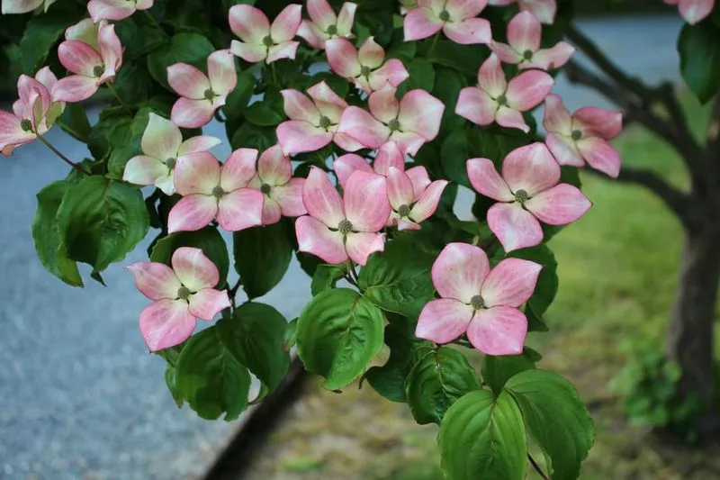 Kousa Dogwood (Cornus kousa)