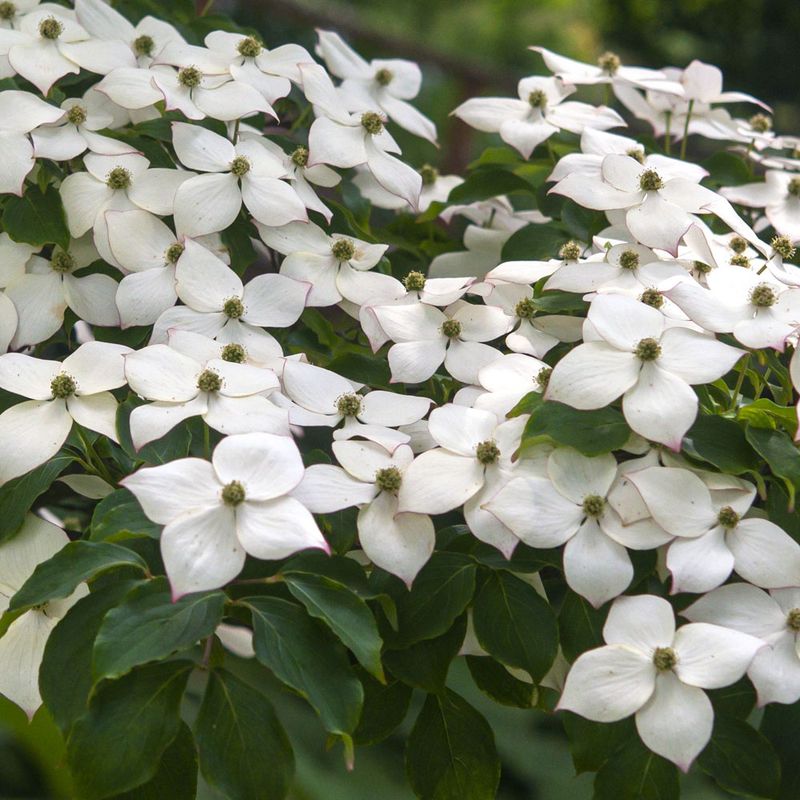 Kousa Dogwood