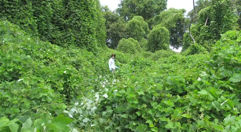 Kudzu