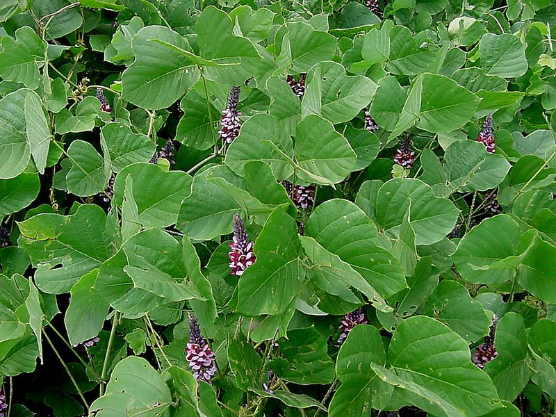 Kudzu Vine