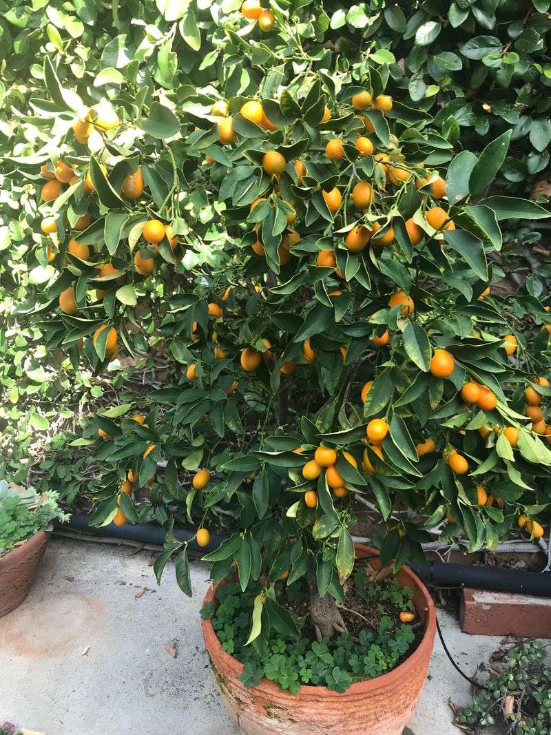 Kumquat Tree