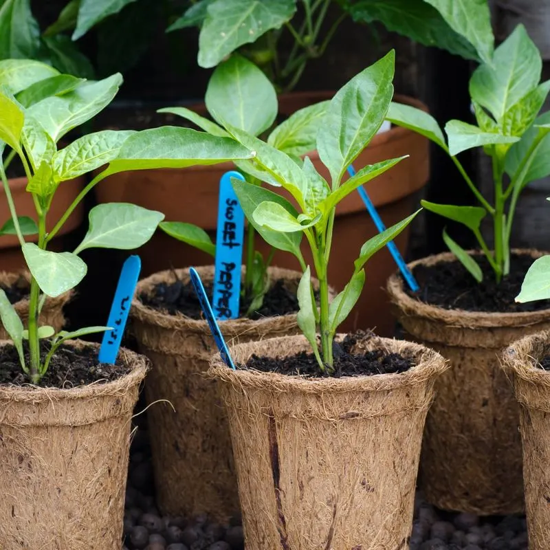 Label Plants
