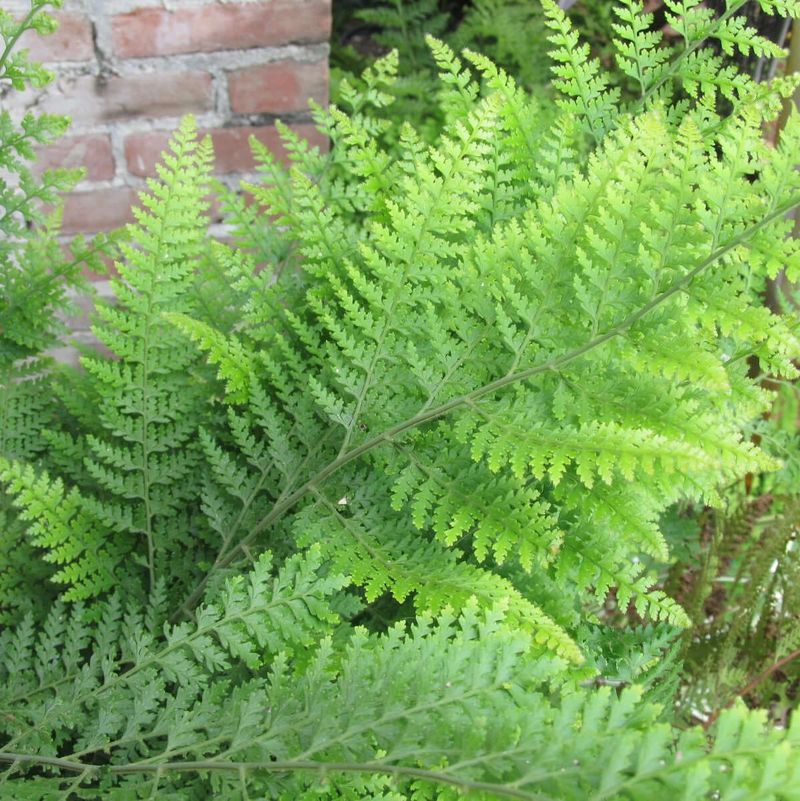 Lace Fern