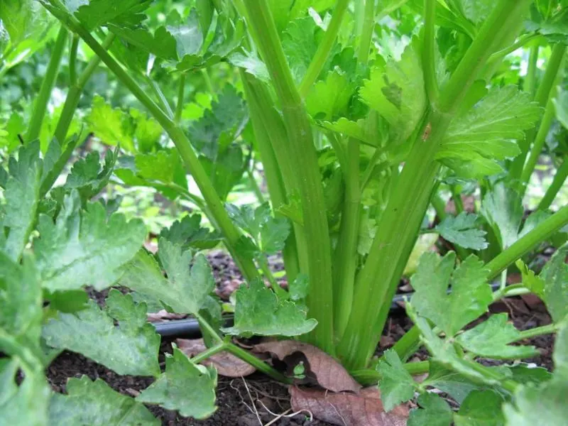 Lack of Mulching