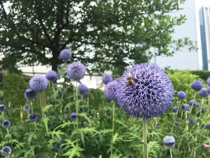 Lack of Pollinators