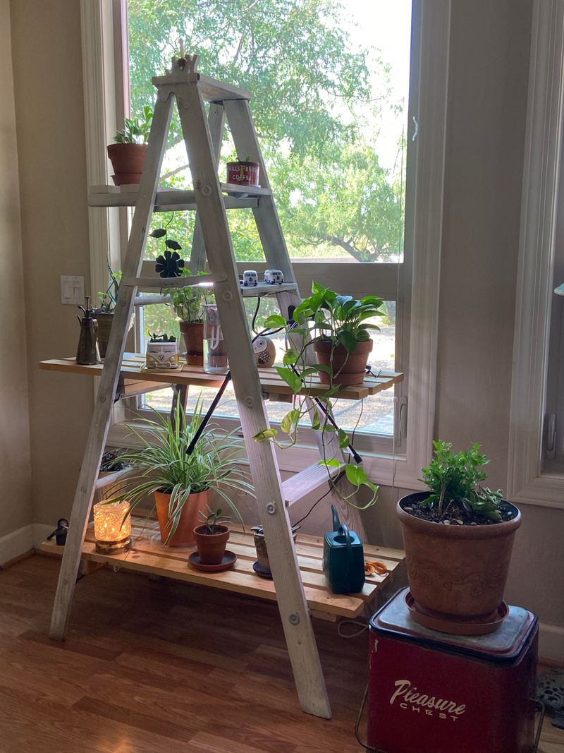 Ladder Plant Stand