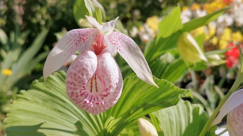 Lady's Slipper