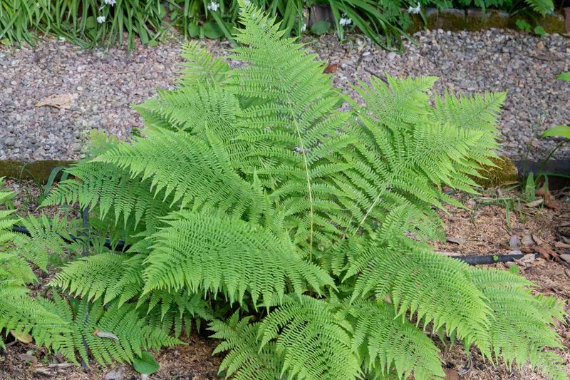 Lady Fern