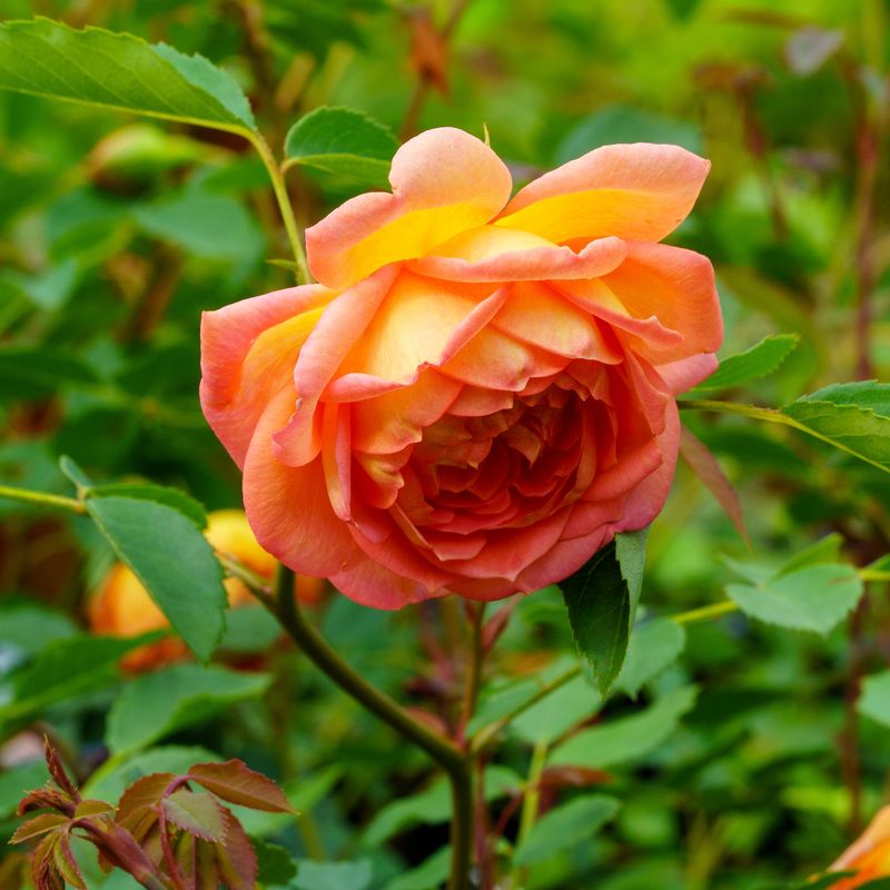 Lady of Shalott