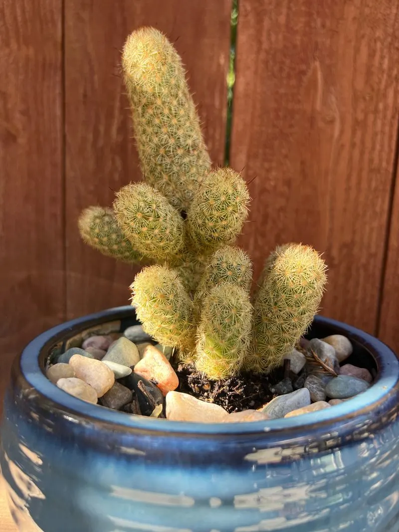 Ladyfinger Cactus