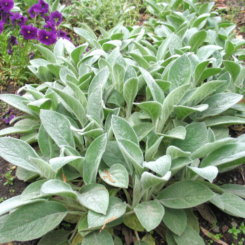 Lamb's Ear