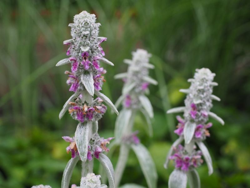 Lamb's Ear