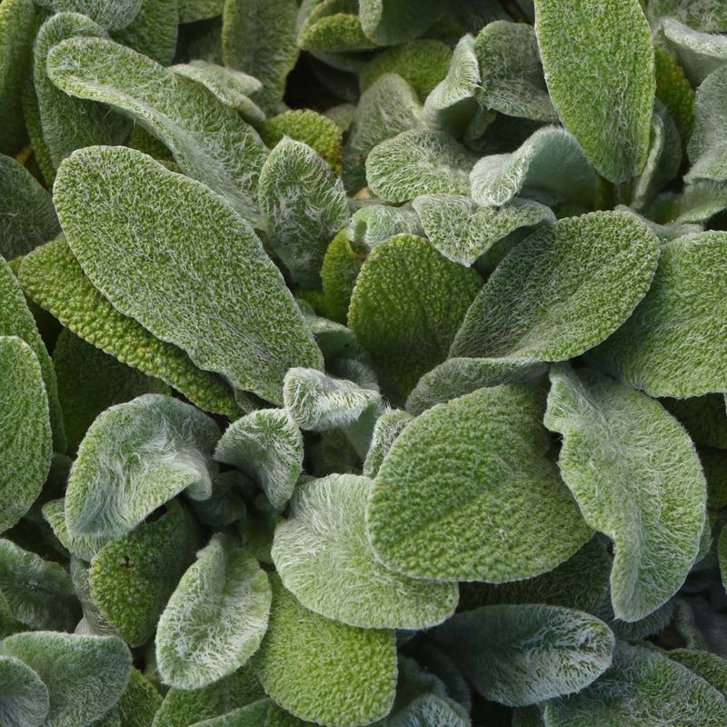 Lamb's Ear