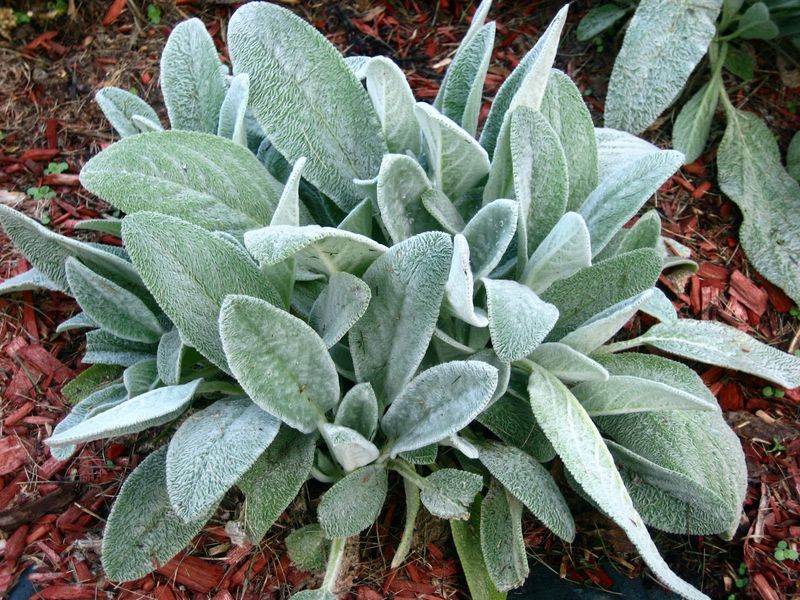 Lamb's Ear (Stachys byzantina)