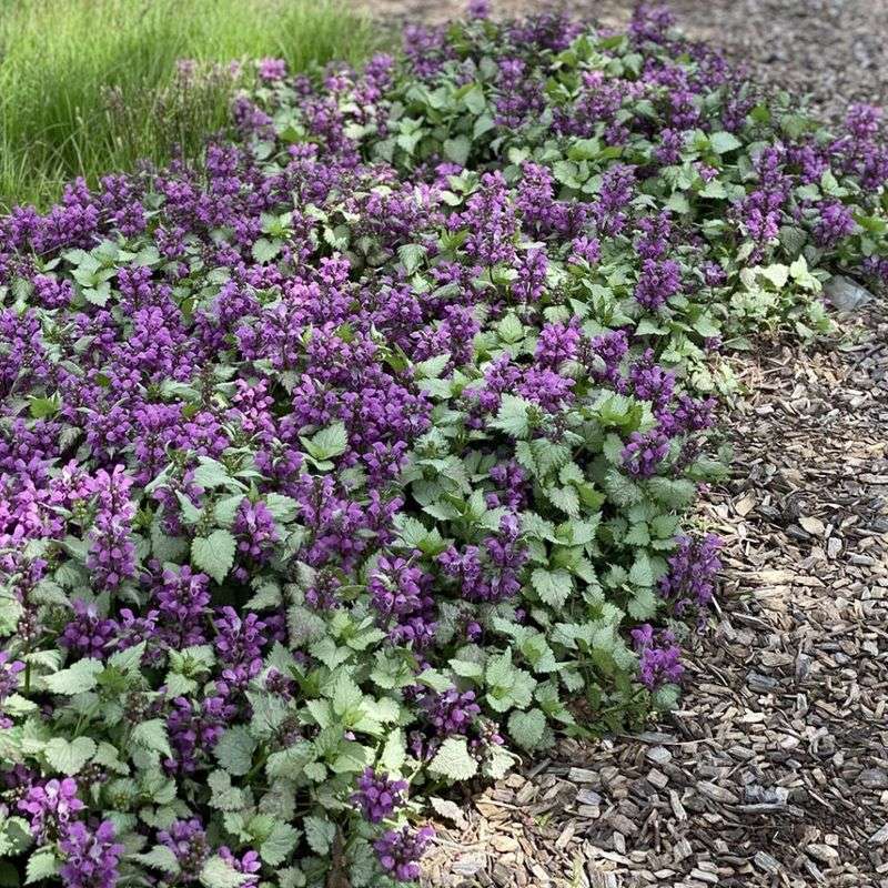 Lamium