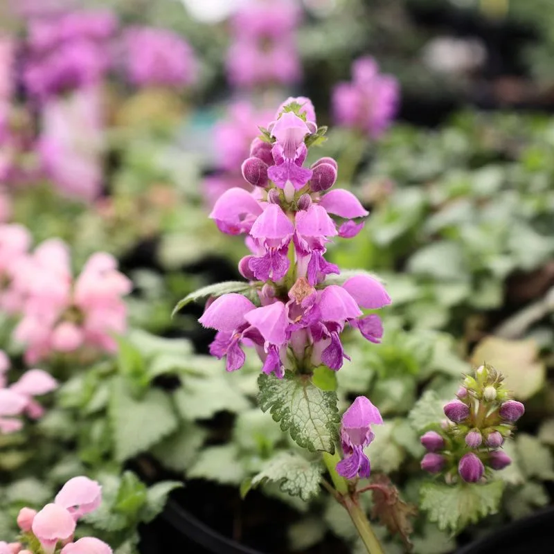 Lamium
