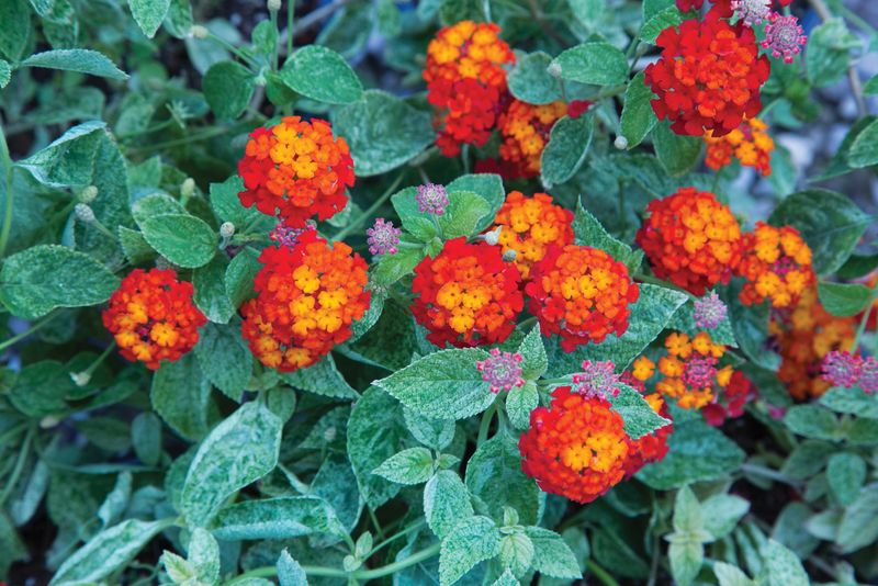 Lantana