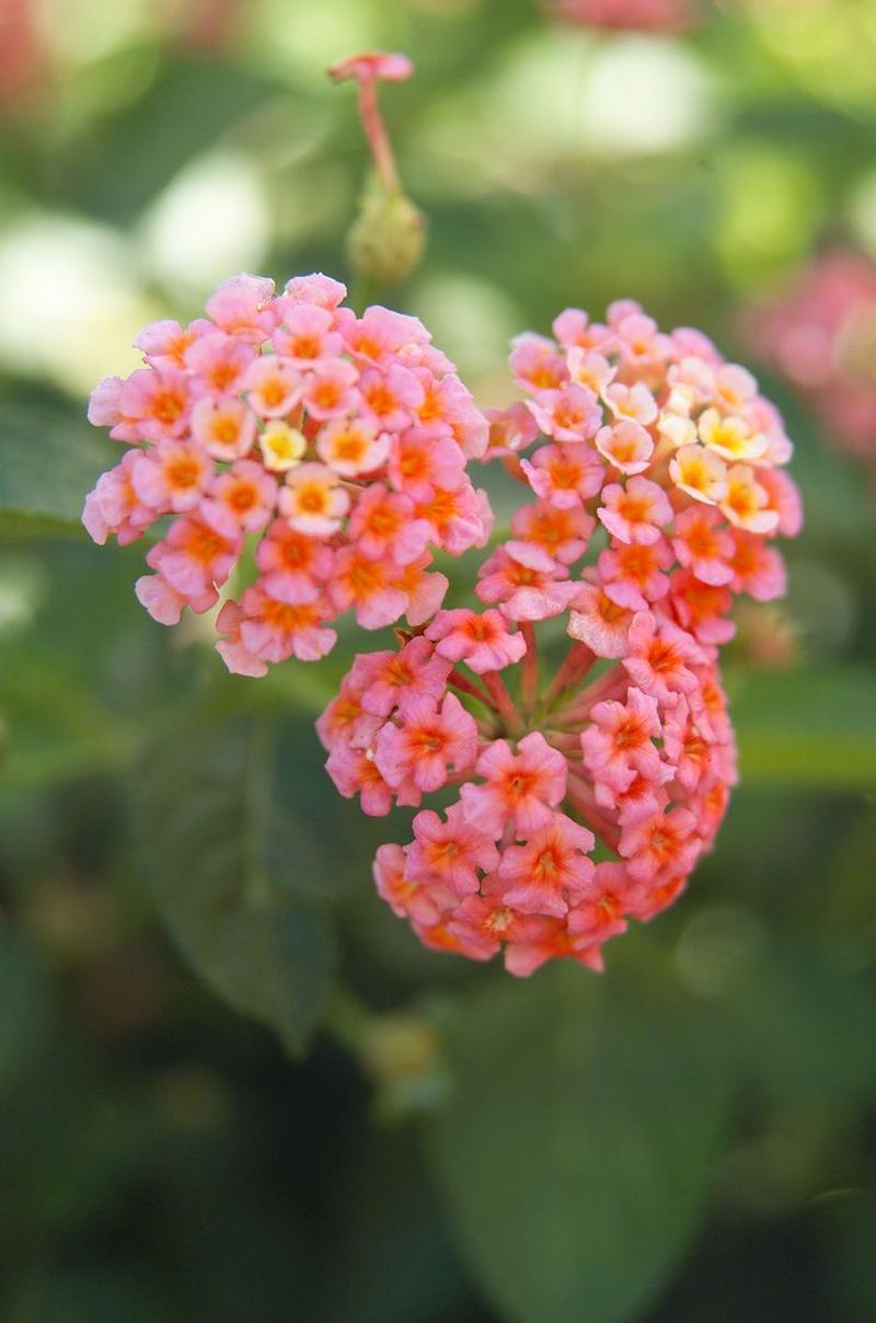 Lantana