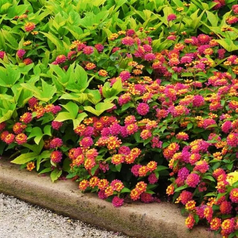 Lantana