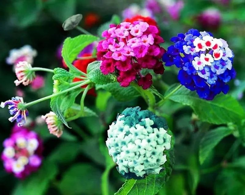 Lantana