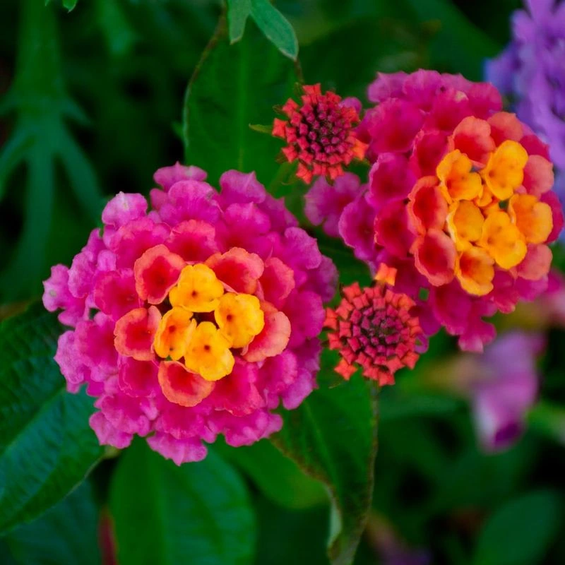 Lantana