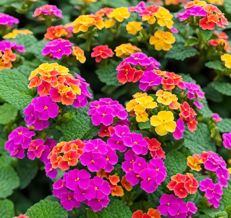 Lantana