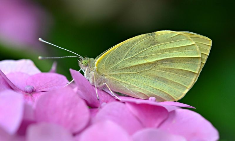 Large White