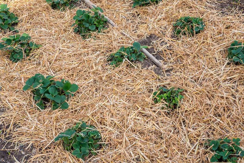 Lasagna Gardening