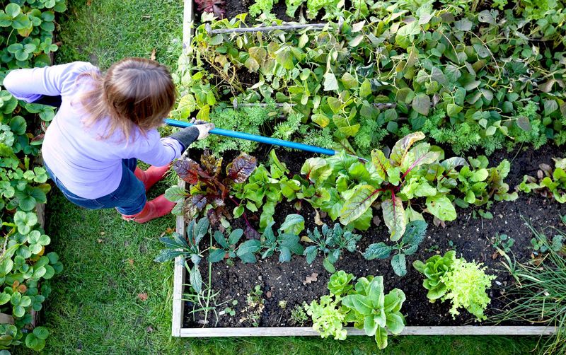 Lasagna Gardening