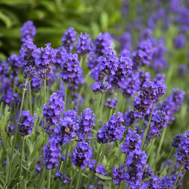 Lavandula (Lavender)