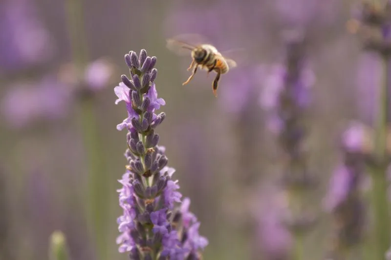 Lavender