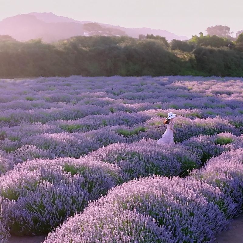 Lavender