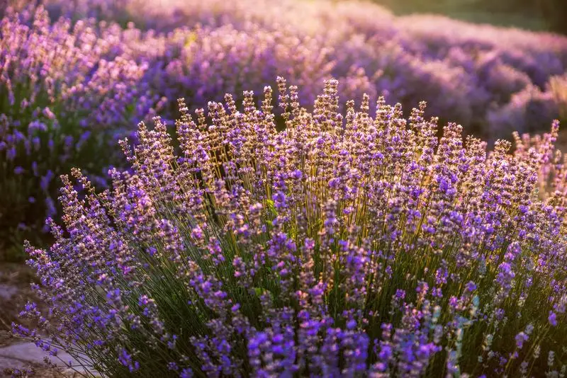 Lavender