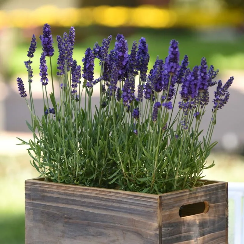 Lavender