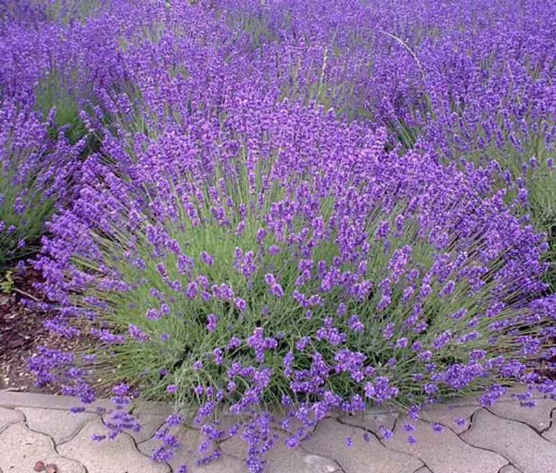 Lavender (Lavandula)