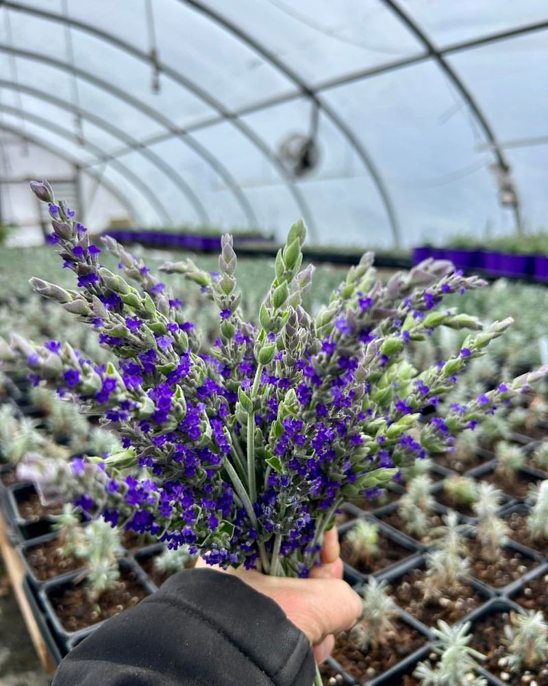 Lavender (Lavandula)