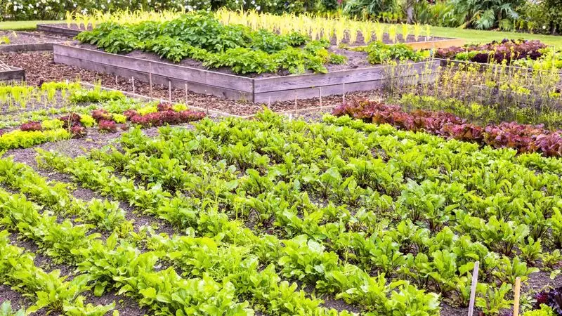 Layered Planting