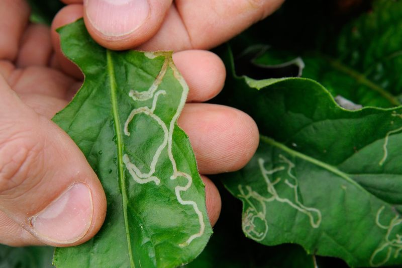 Leaf Miners