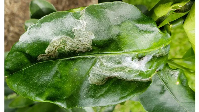 Leaf Miners