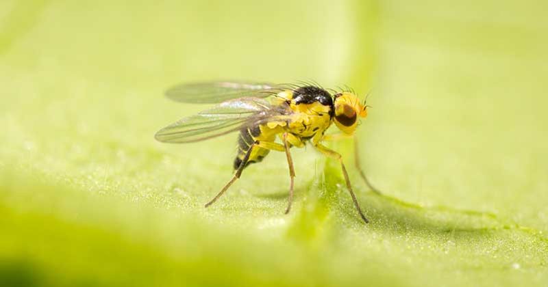 Leaf Miners