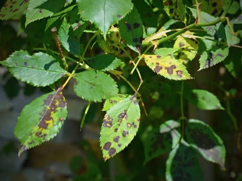 Leaf Spots